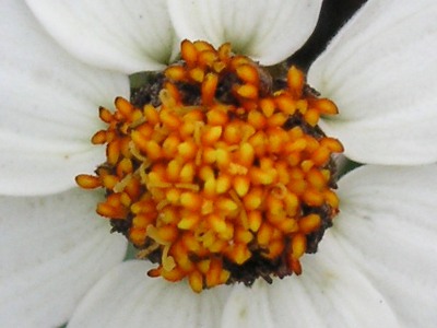 ホソバヒャクニチソウ〔細葉百日草〕の花（写真）